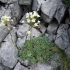 Saxifrage paniculata: fotografija i opis, sorte